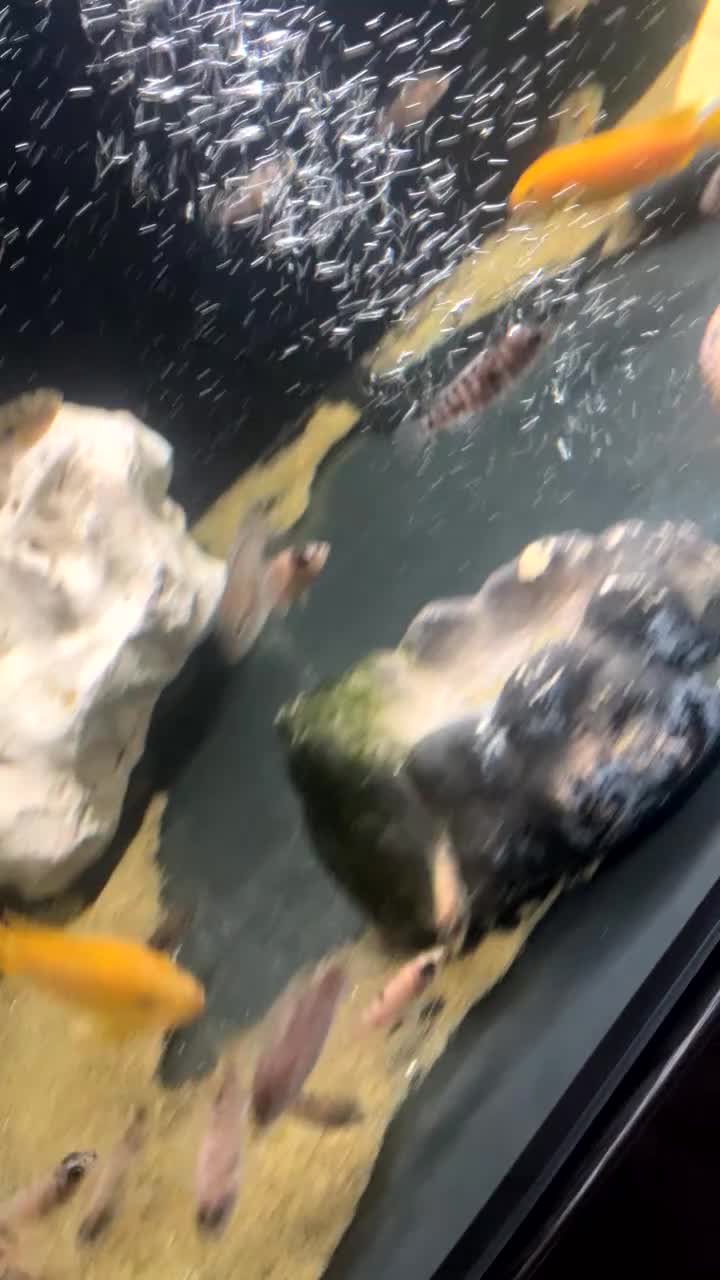 Sharks fish for sale: Mixed Malawi/ Sharks - Video 1