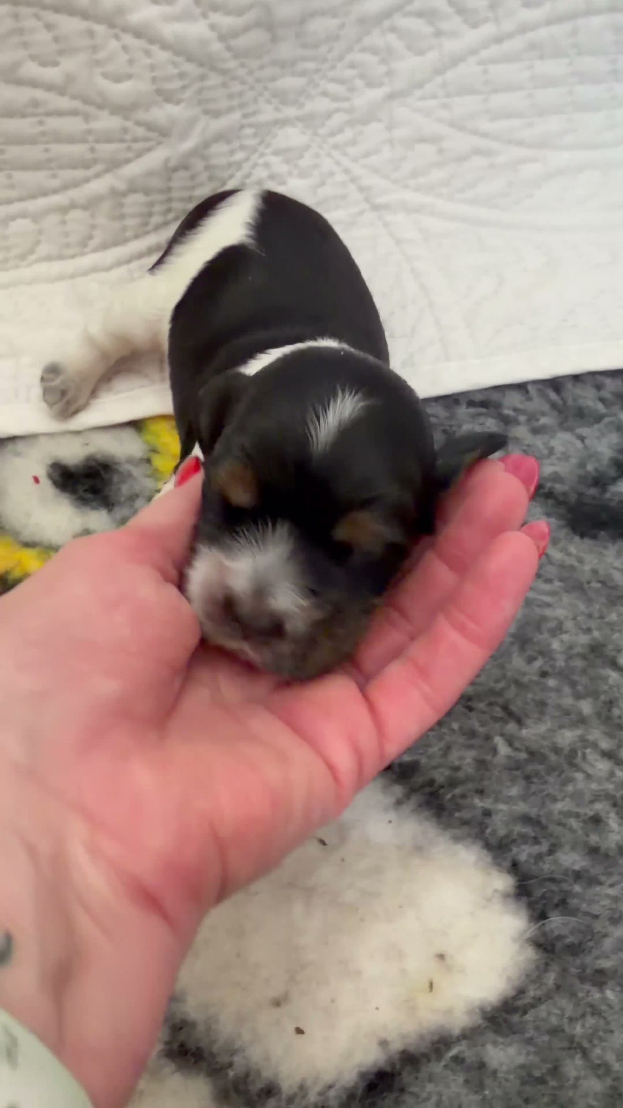 Cocker Spaniel dogs for sale: Stunning show type Cocker spaniel puppies  - Video 3