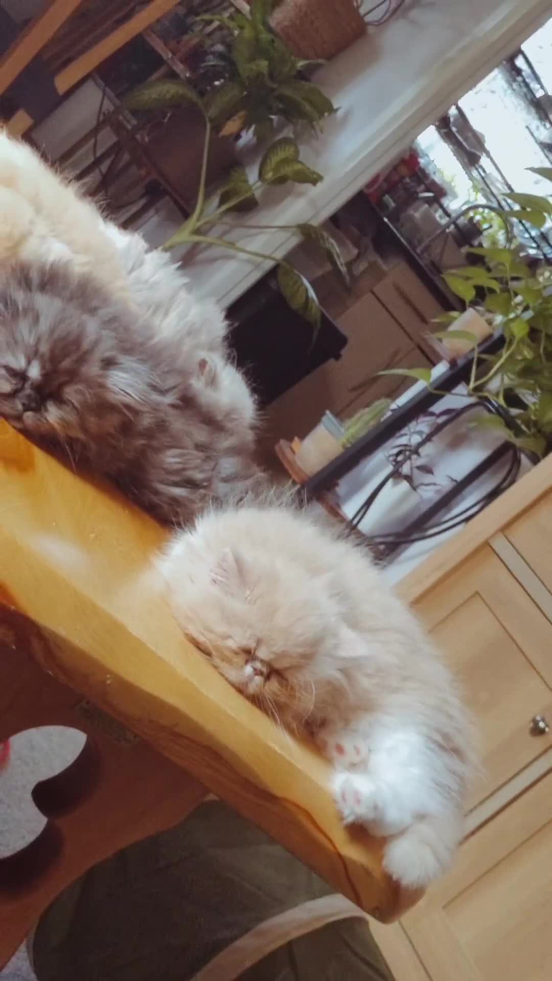 Persian cats for sale: Persian  - Video 2
