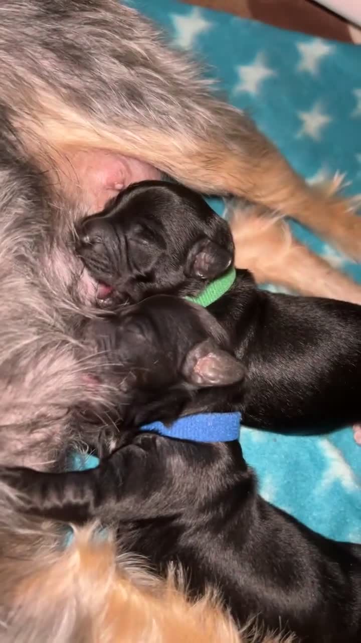 Yorkiepoo dogs for sale: Yorkiepoo Puppies - Video 3