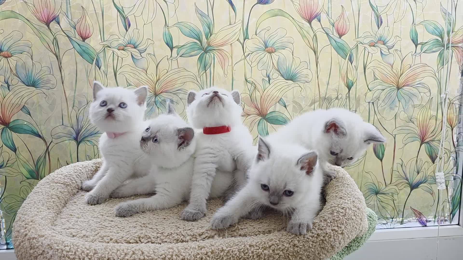 British Shorthair cats for sale: Stunning BSH Blue eyed Colour Point Kittens - Video 2