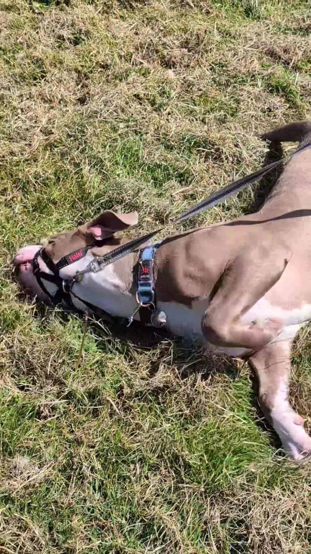 Mixed Breed dogs for sale: Chance  - Video 1