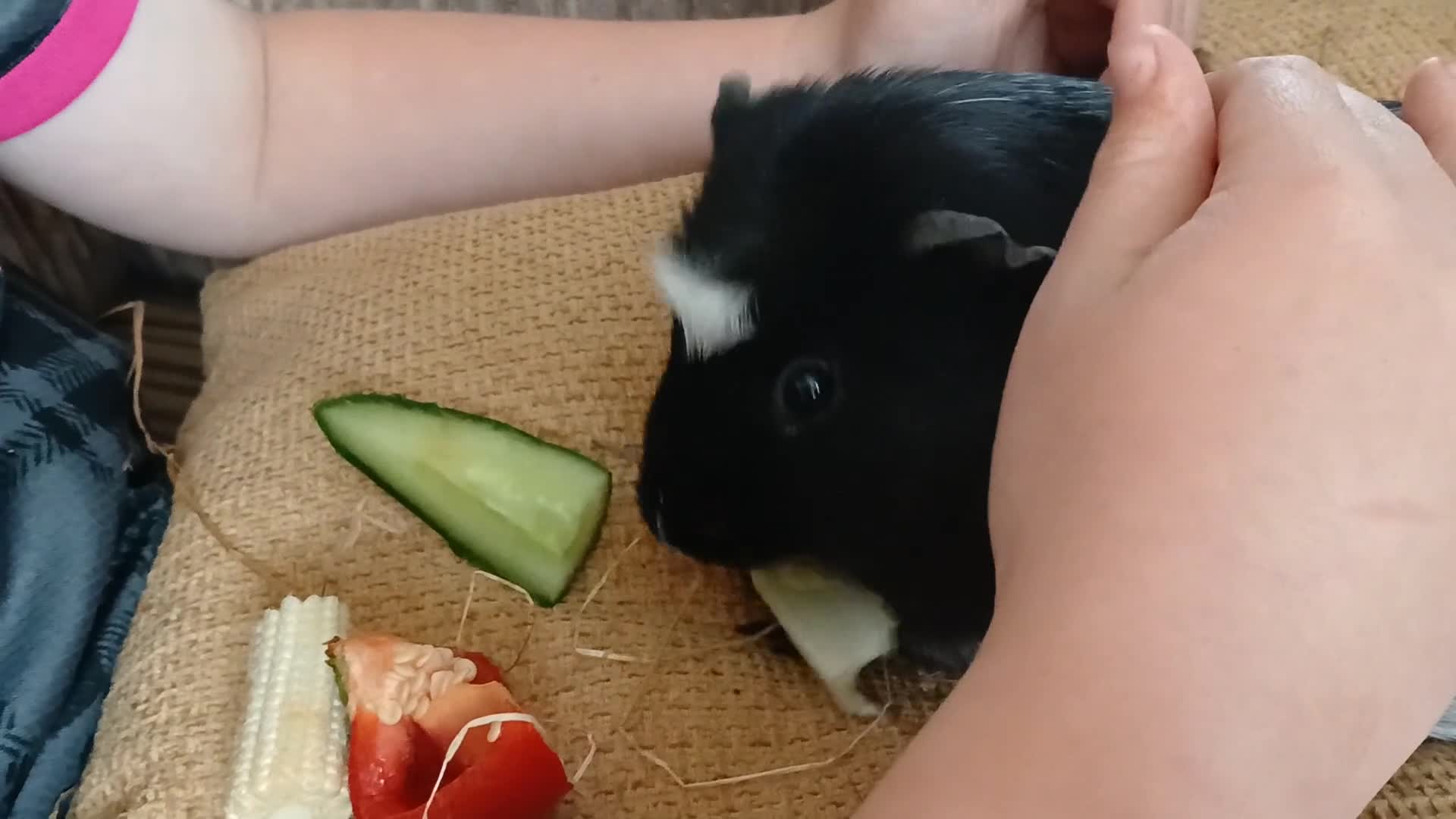 Guinea Pig rodents for sale: Pair of Male Boars.  in Rugby - Video 1
