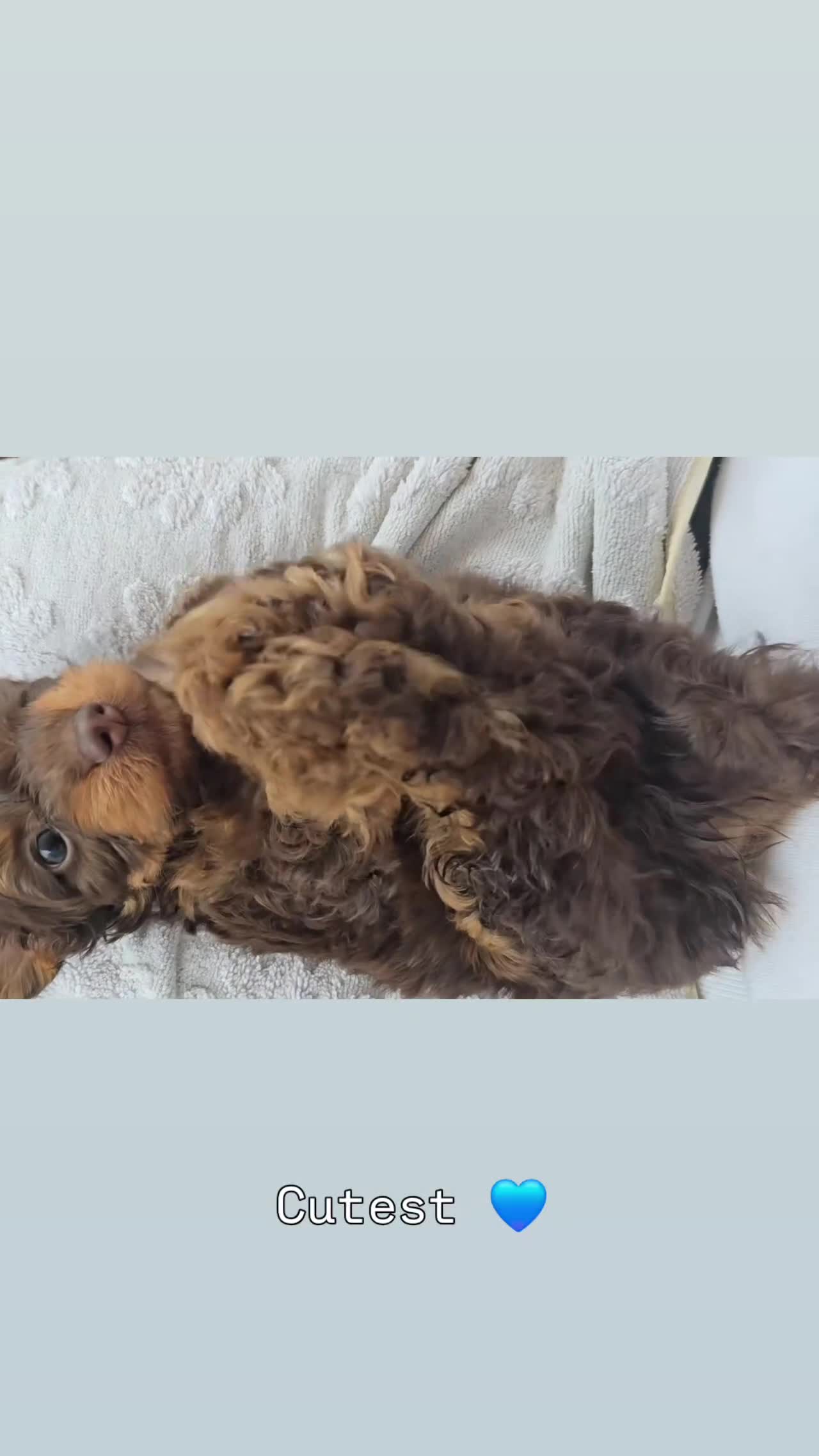 Doxiepoo dogs for sale: Adorable PRA clear daxipoos hypoallergenic  - Video 1