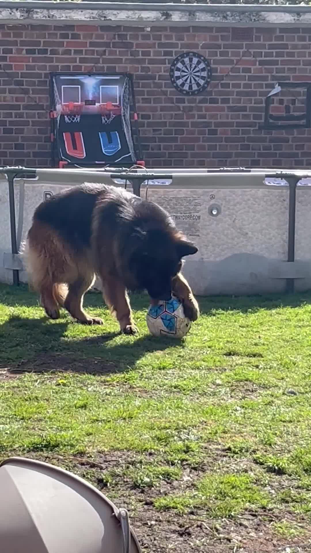 German Shepherd dogs for stud: German Shepard Hugo  in Waltham Cross - Video 1