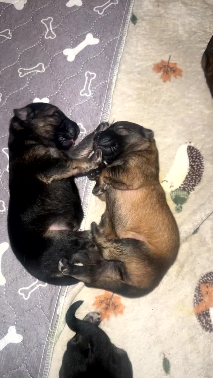 German Shepherd dogs for sale: Pedigree German Shepherd Puppies - Video 1