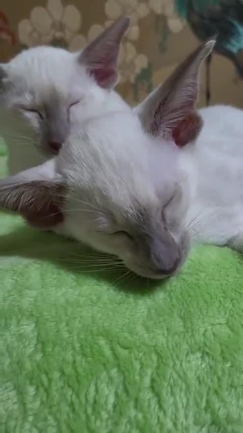 Oriental cats for sale: 7 GCCF Oriental & Siamese Kittens - Video 3