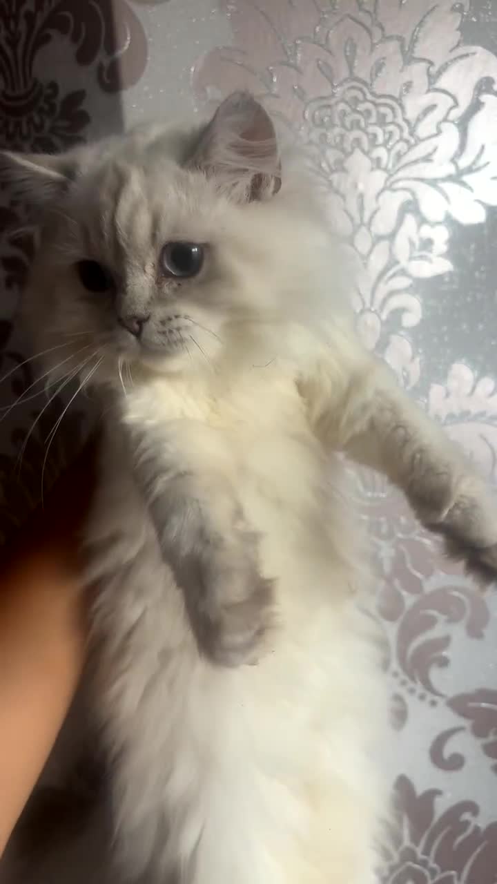 British Shorthair cats for sale: GCCF British Longhair Kittens for Sale in Sheffield - Video 1