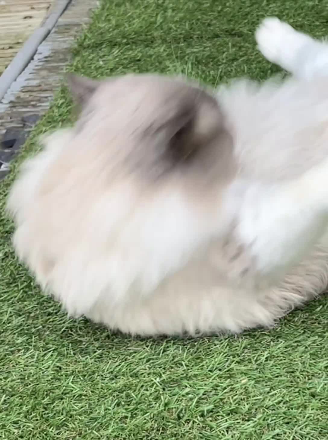 Ragdoll cats for stud: Ragdoll stud - Video 1