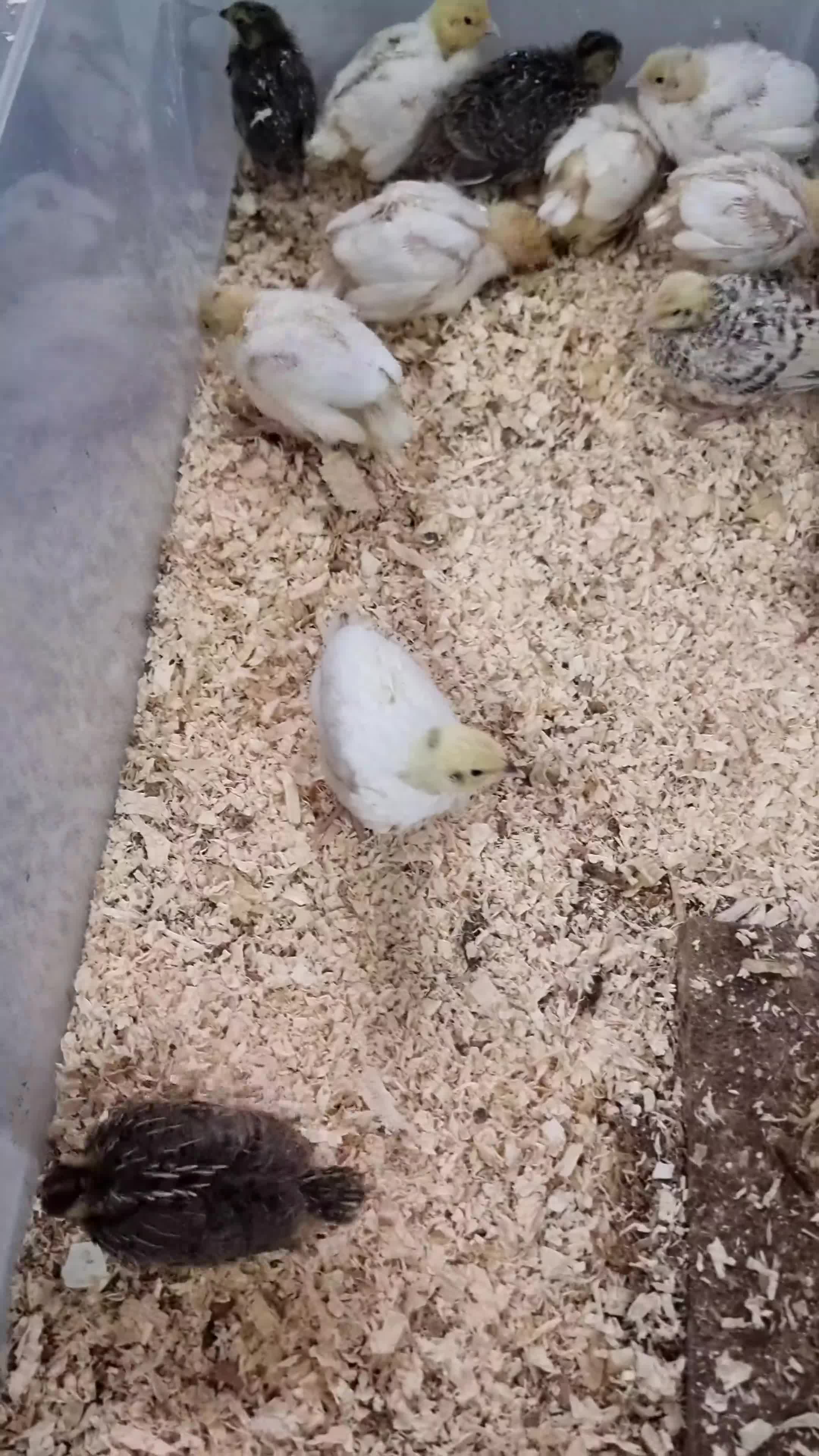 Quail poultry for sale: 🐣 Live Coturnix Jumbo Quail for Sale  in Birmingham - Video 2