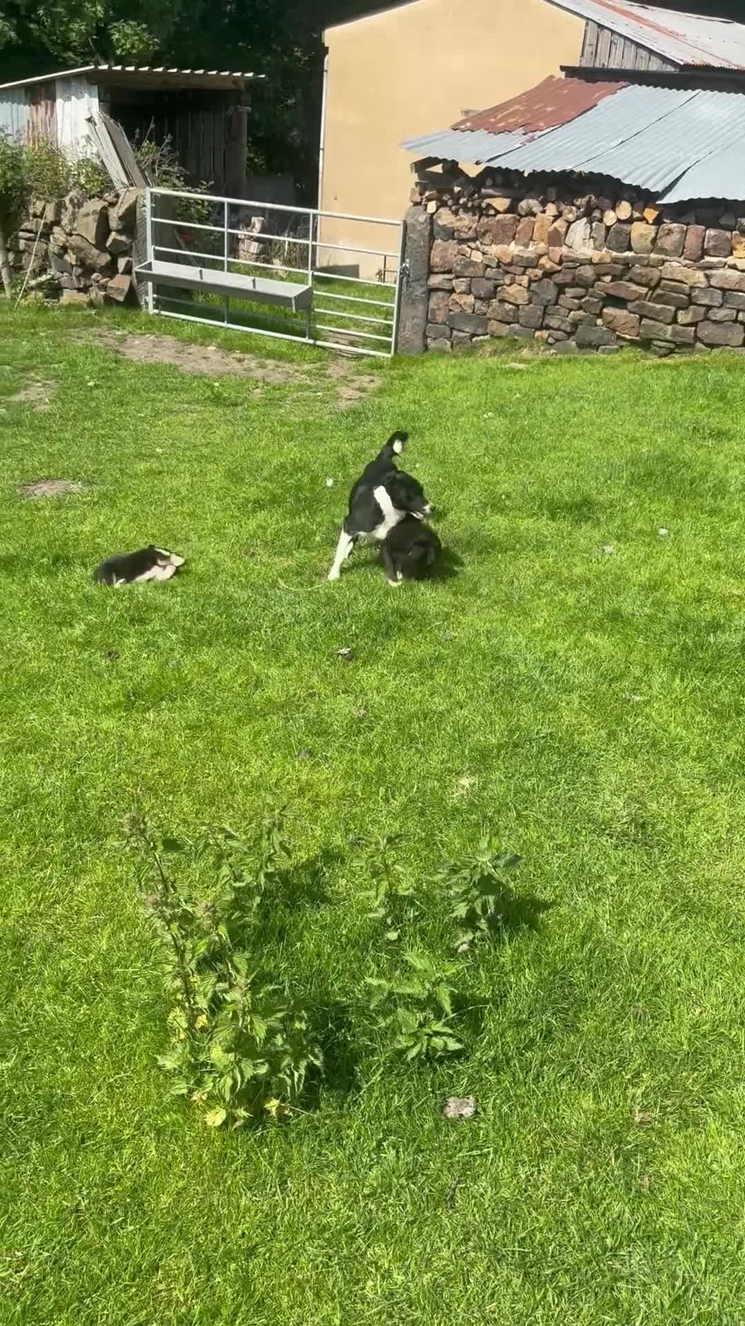 Border Collie dogs for sale: 2 Beautiful Border Collie bitch pups in Sheffield - Video 1