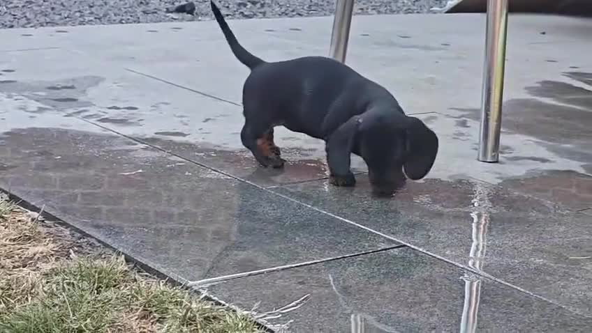Miniature Dachshund dogs for sale: Outstanding Litter KC Reg Health Tested Parents - Video 1