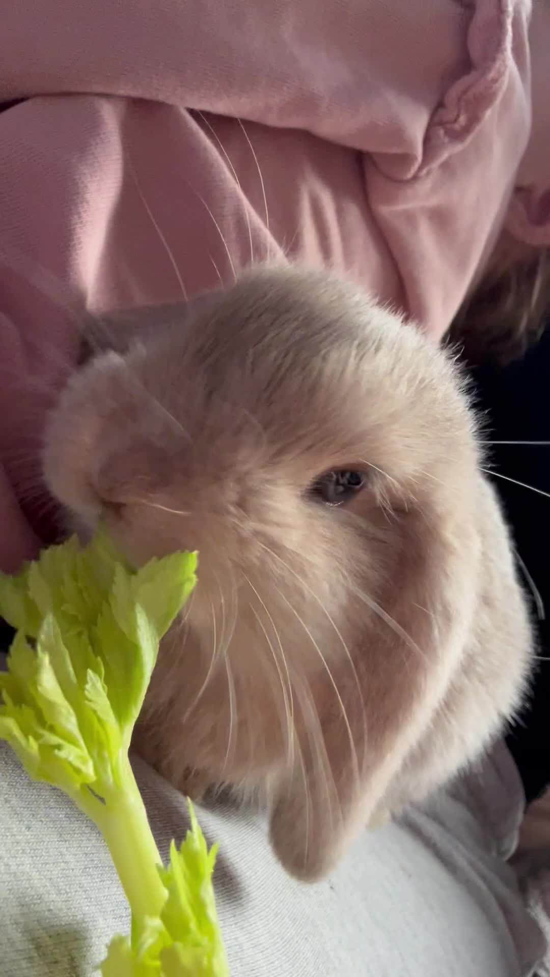 Mini Lop rabbits for sale: Beautiful mini lop Bunnies - Video 3