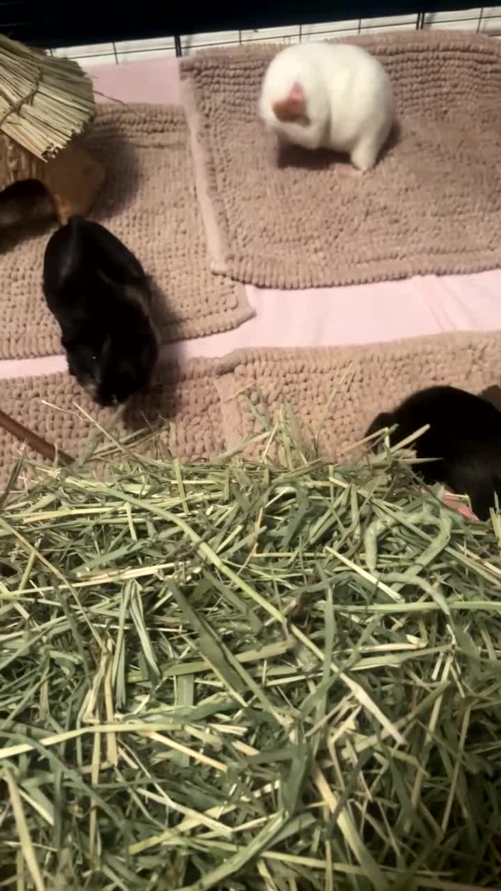 Guinea Pig rodents for sale: Three female guinea pigs  - Video 4