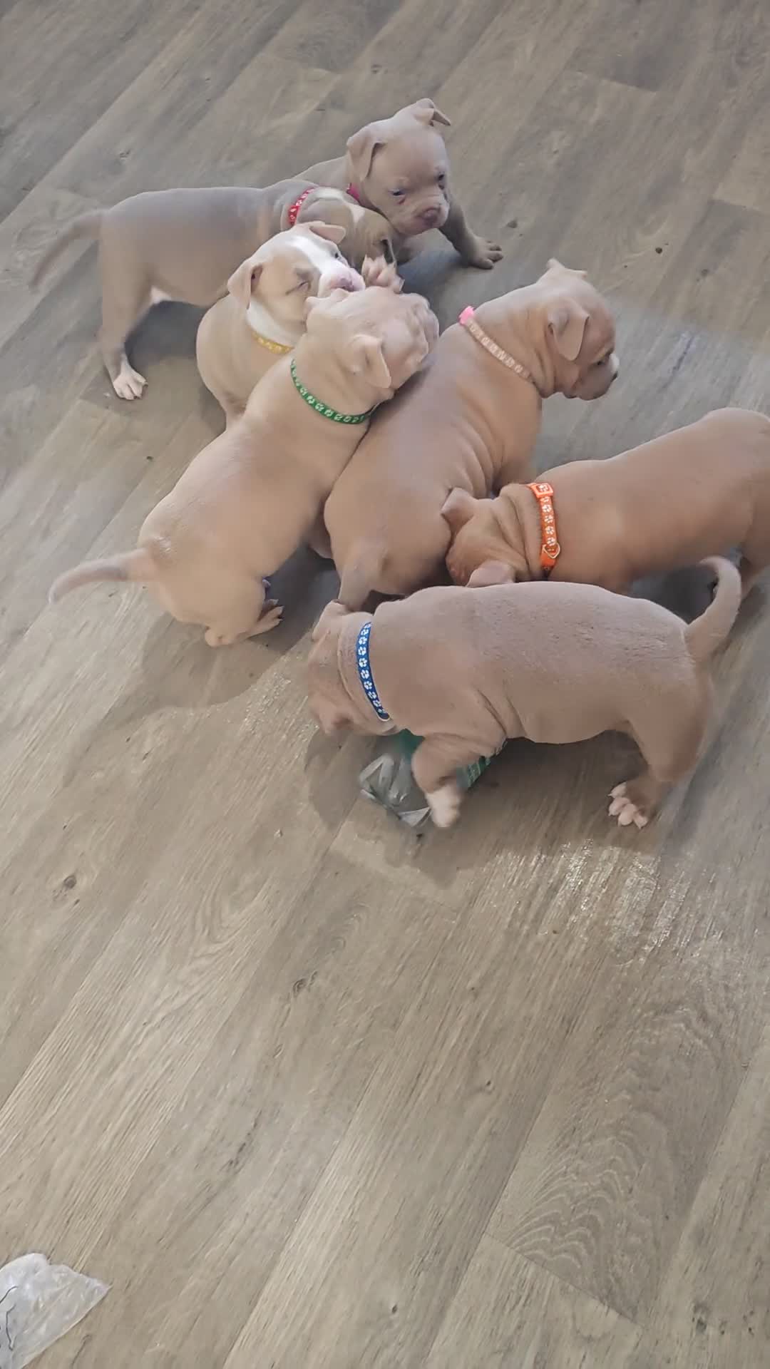 American Bully dogs for sale: American Bull Pocket - Video 1