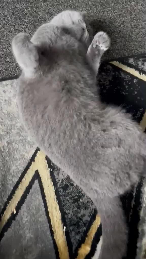 British Shorthair cats for sale: Female british shorthair  - Video 1