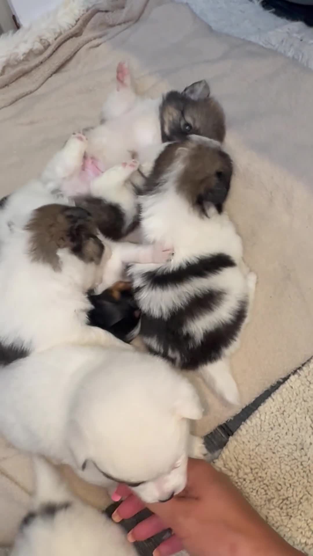 Mixed Breed dogs for sale: Beautiful half jack half terrier puppies - Video 1