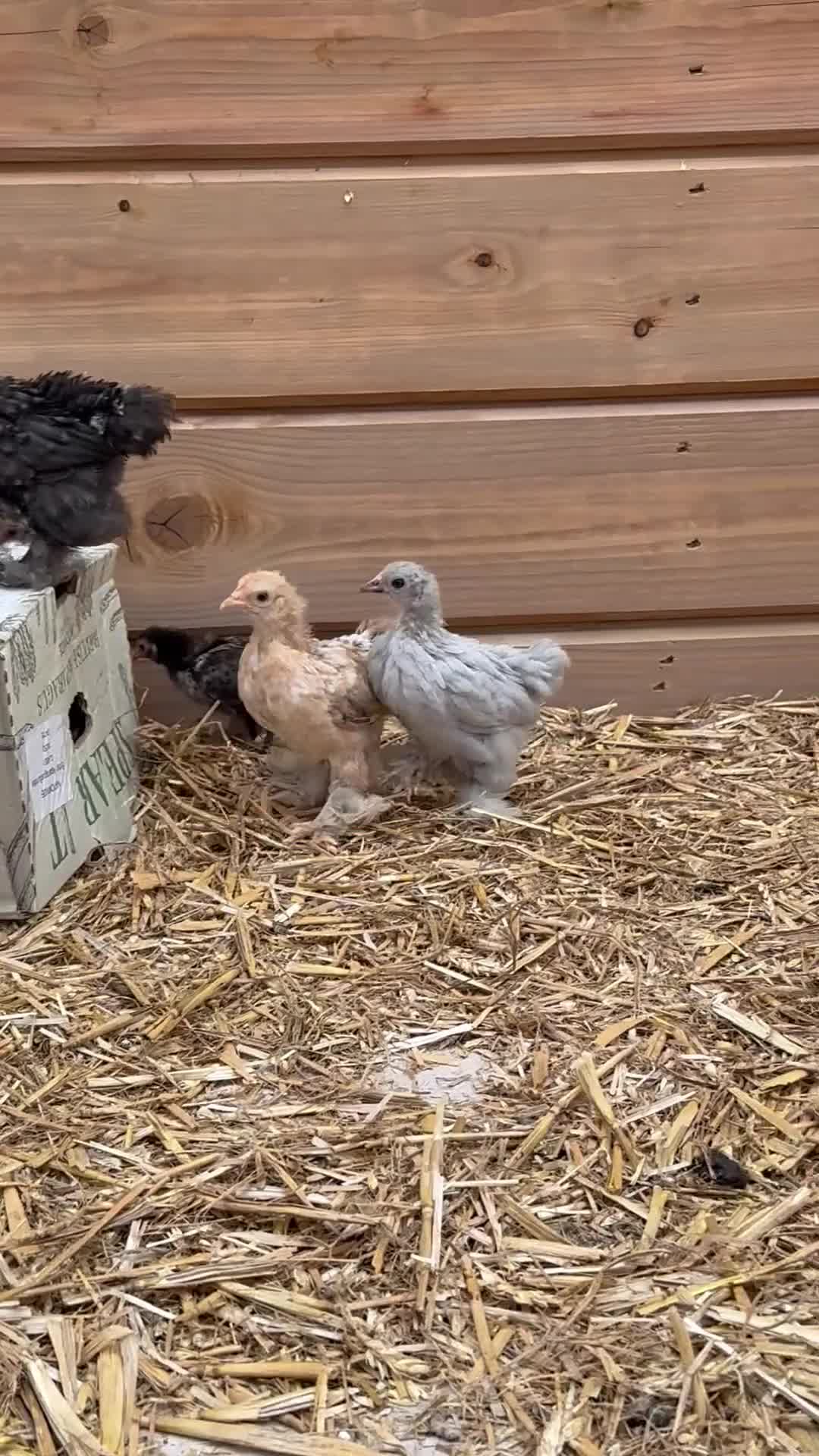 Chickens poultry for sale: Mixed sex bantam/Sussex chicks in Warminster - Video 1