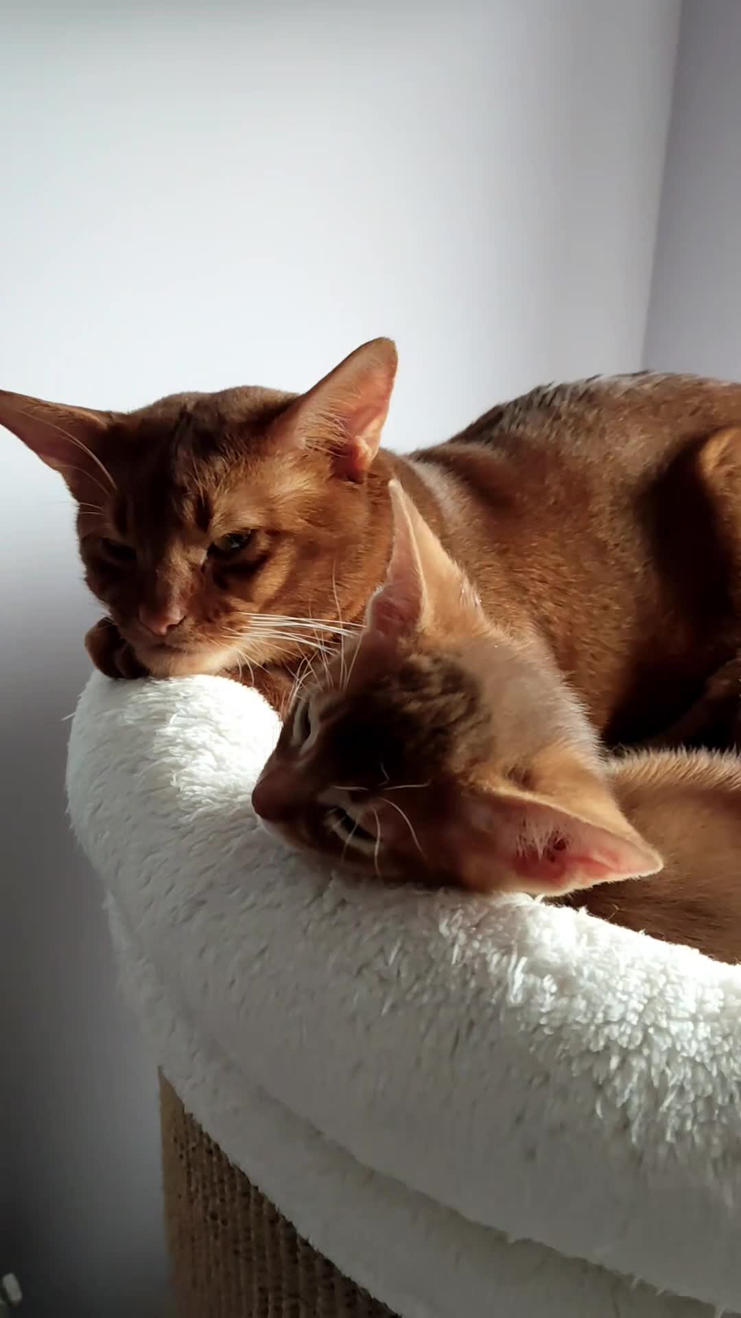 Abyssinian cats for sale: Beautiful Abyssinian Kittens 🐈 - Video 2