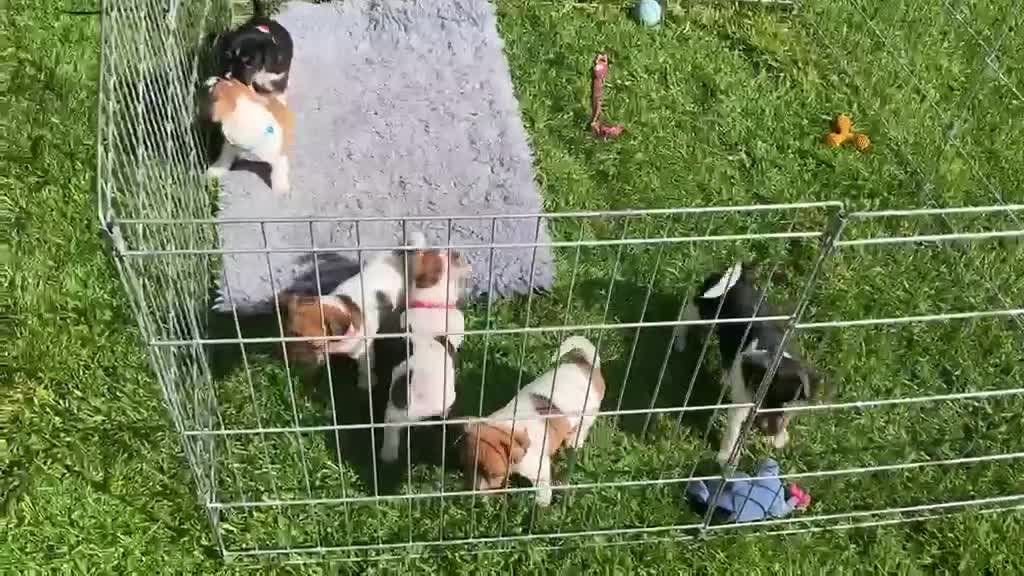 Jack Russell dogs for sale: Stunning short legged Jack Russell puppies - Video 1