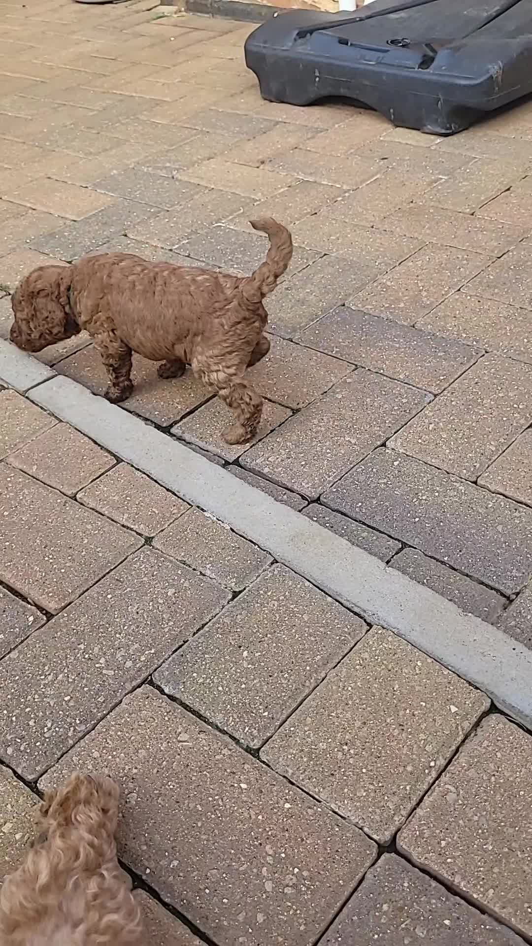 Labradoodle dogs for sale:  Apricot Doodle labradoodles - Video 3