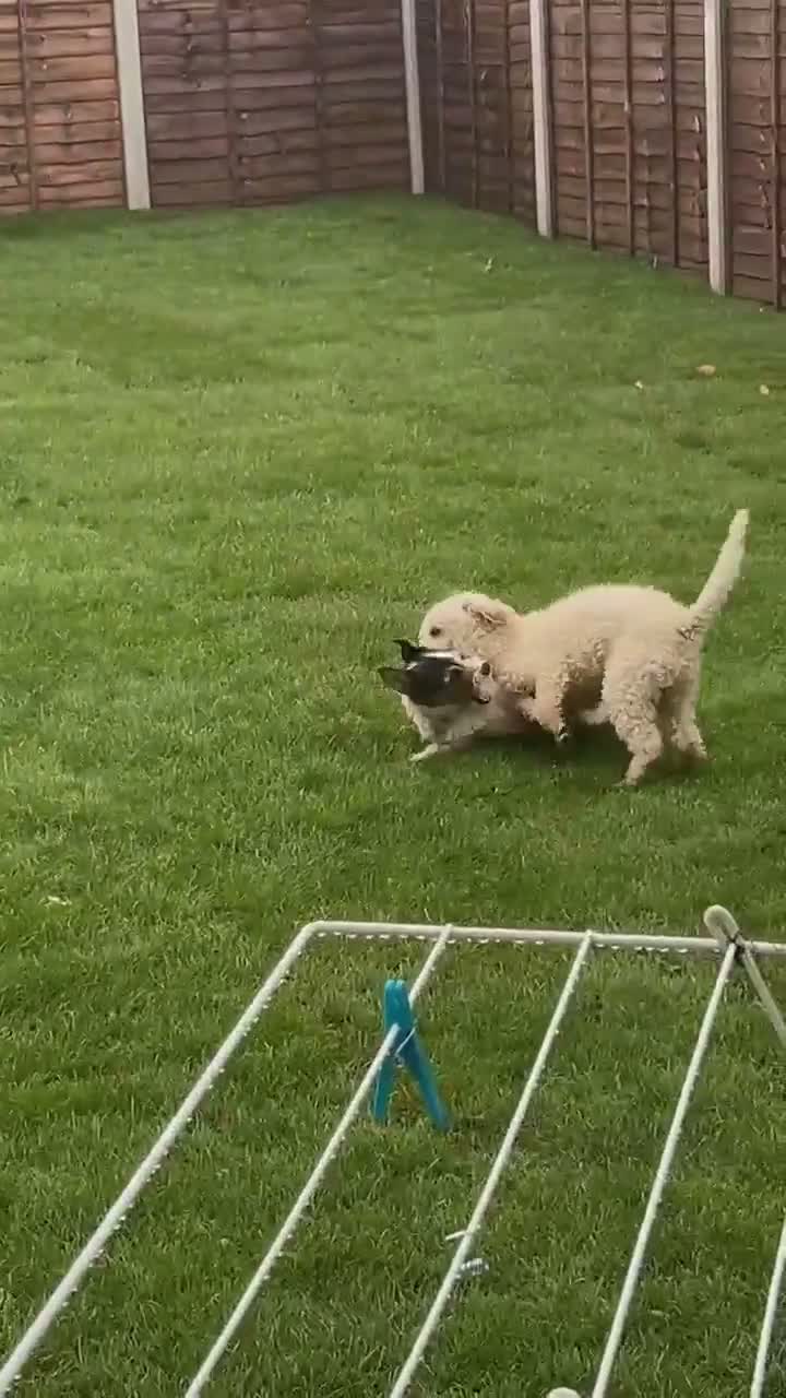 Miniature Poodle dogs for sale: Miniature poodle in Pershore - Video 1