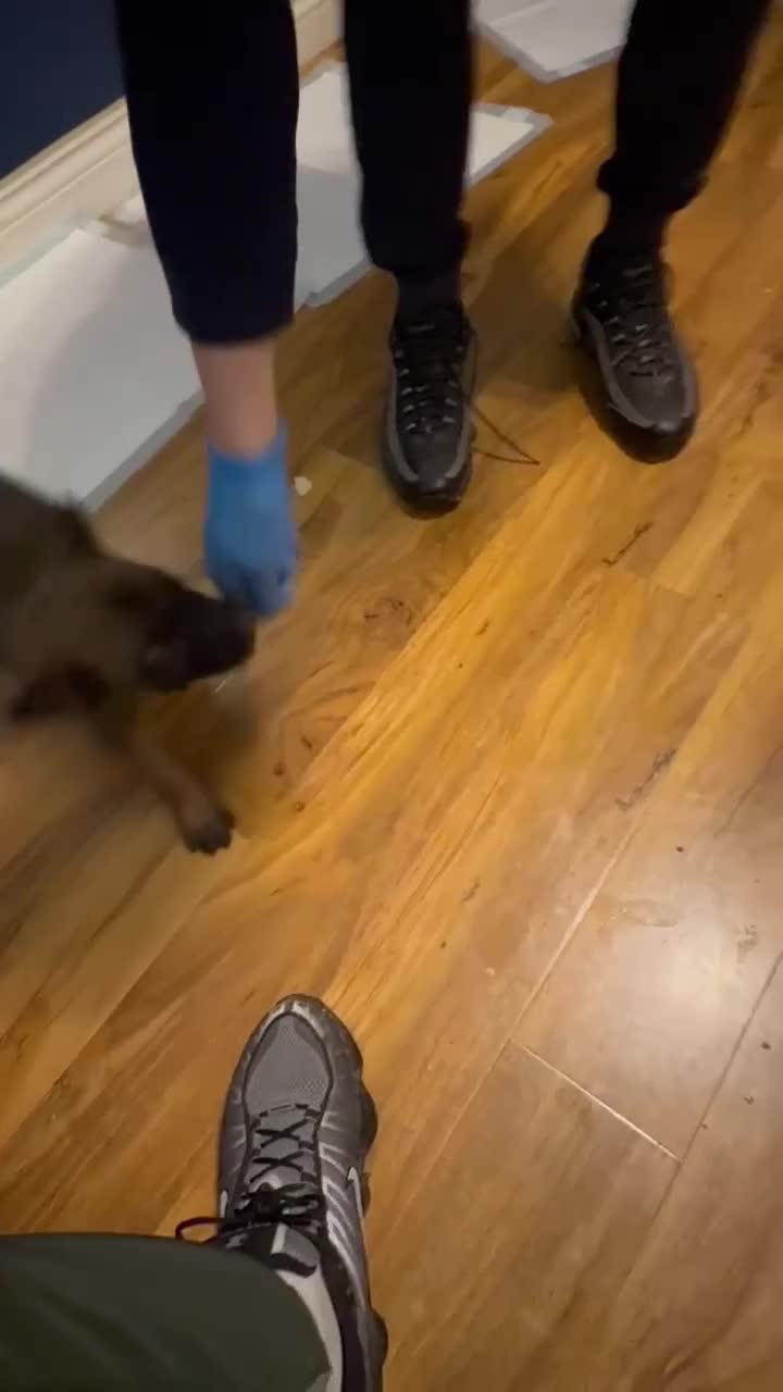 Belgian Shepherd Dog dogs for sale:  1 girl left belgian malinois - Video 2