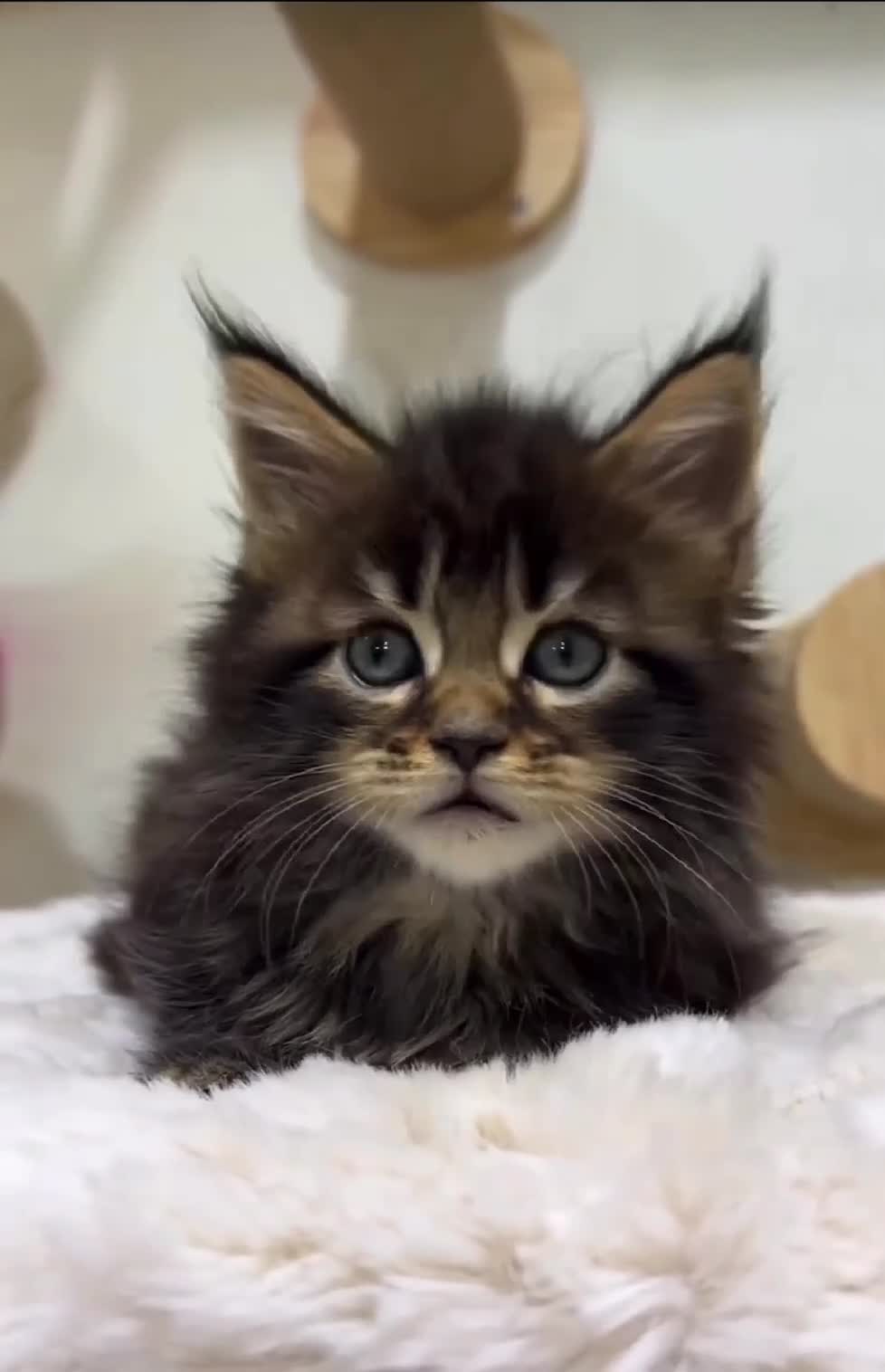 Maine Coon cats for sale: Maine Coon Litter - Video 1