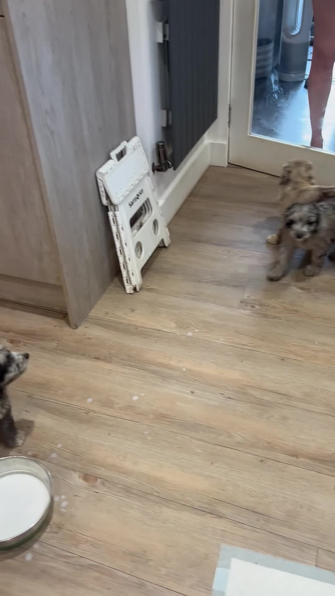 Cockapoo dogs for sale: ONLY 1 LEFT 💥 Cockerpoos F1 Beautiful Merle pups  - Video 1
