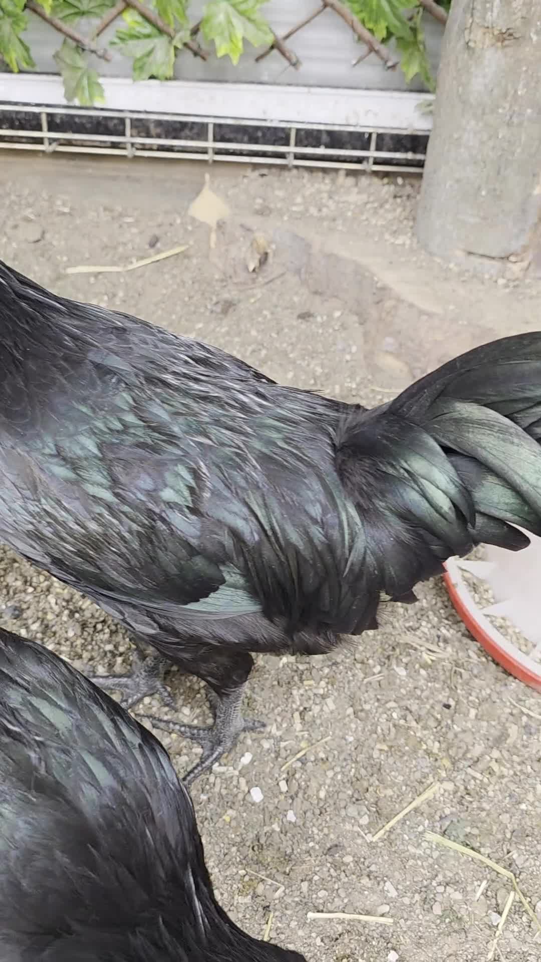 Chickens poultry for sale: Ayam Cenami for sale - Video 1