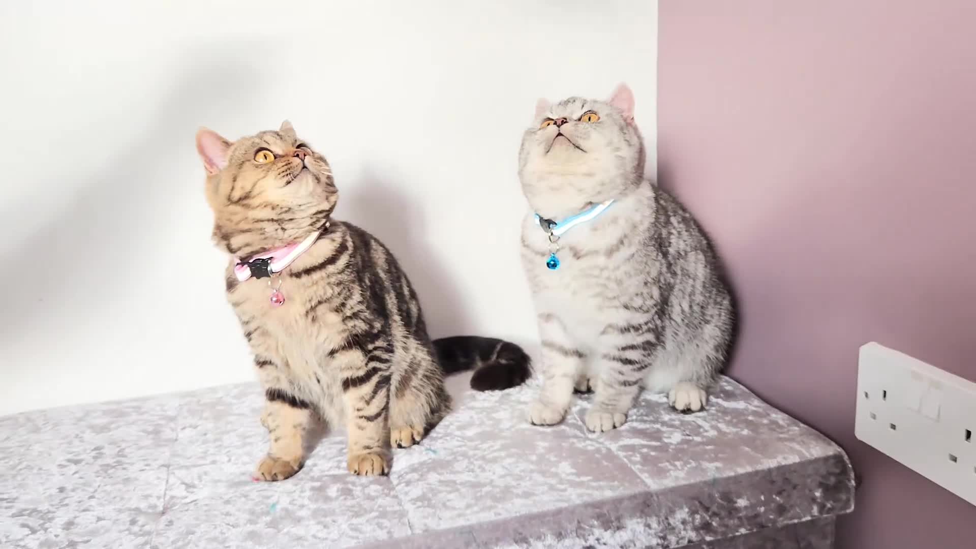 British Shorthair cats for sale: 🏆 Pedigree Silver British Shorthair Kittens 🏆 - Video 1