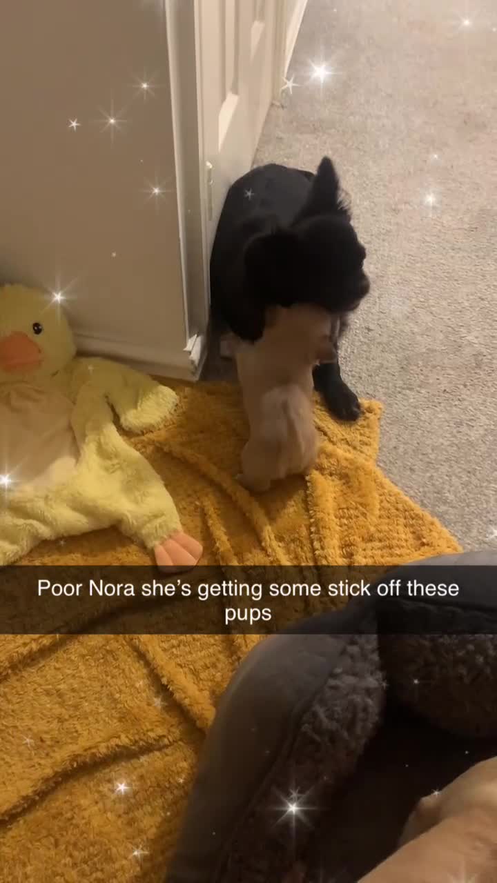 Chihuahua dogs for sale: Chihuahuas boys and girls available - Video 3