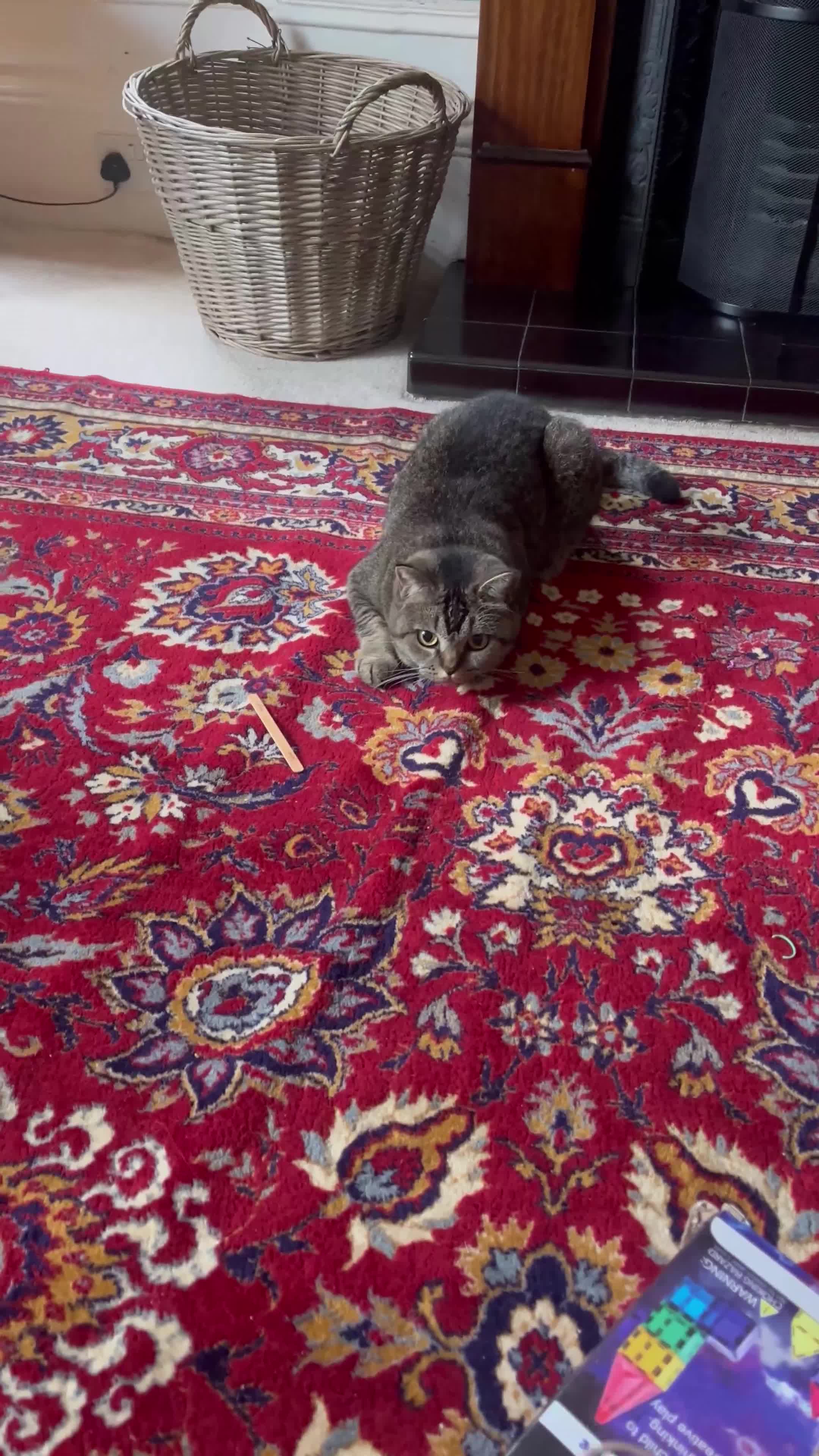British Shorthair cats for sale: Peanut - Video 1