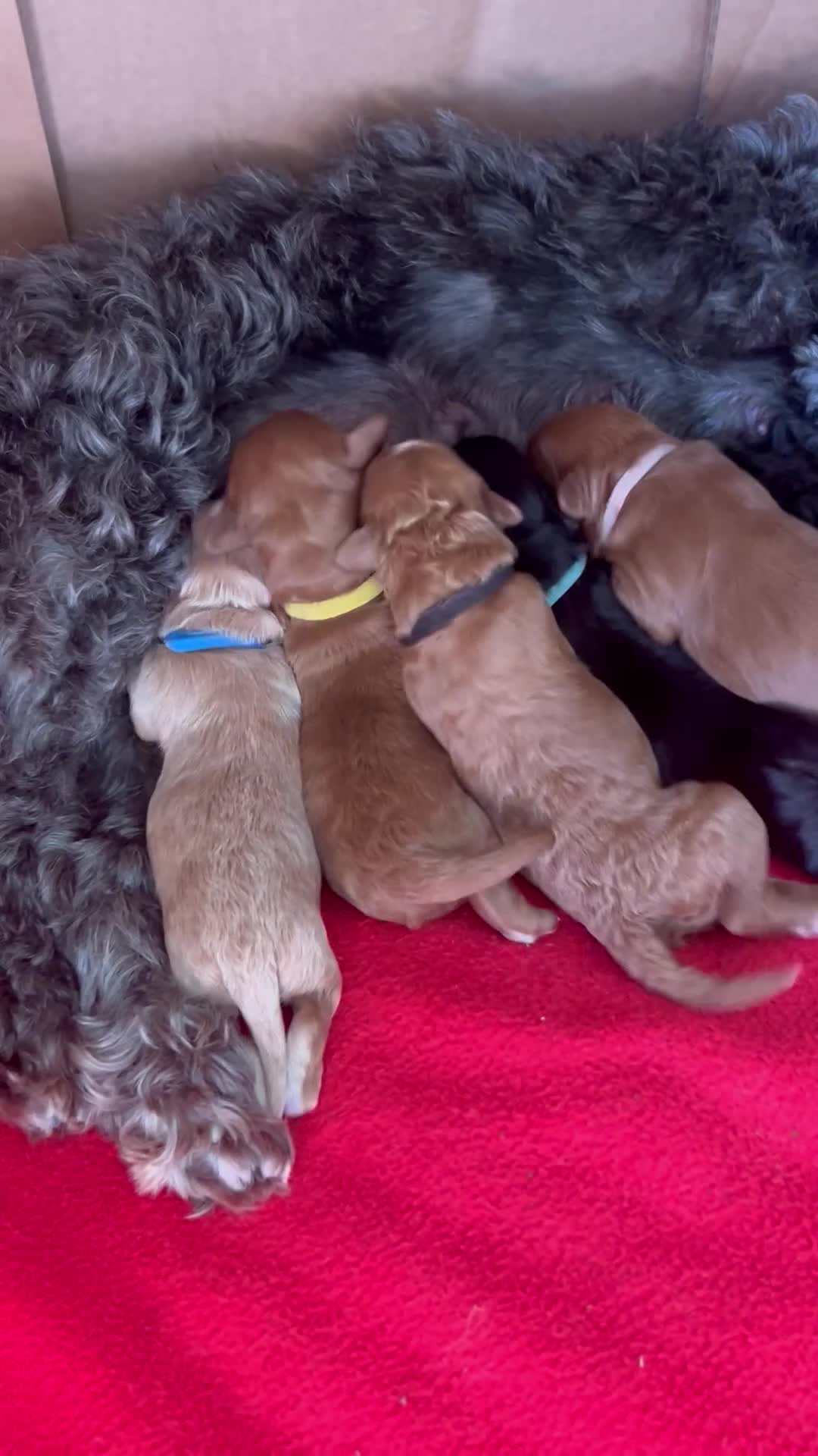 Lhasapoo dogs for sale: LHASAPOOPOO PUPPIES  - Video 3