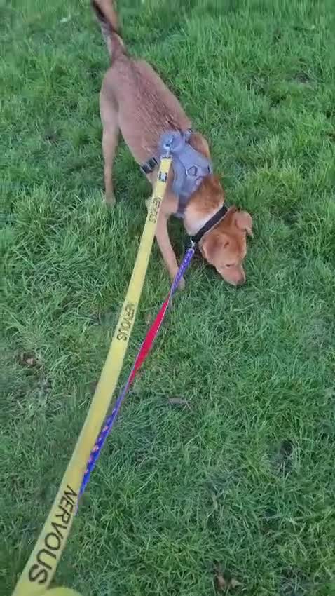 Mixed Breed dogs for adoption: 💙Archie💙10-month-old loving boy, upper-medium - Video 5
