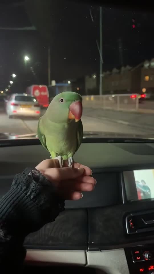 Parrots birds for sale: Friendly Alexandrine Parakeet with Large Cage  in Hove - Video 1