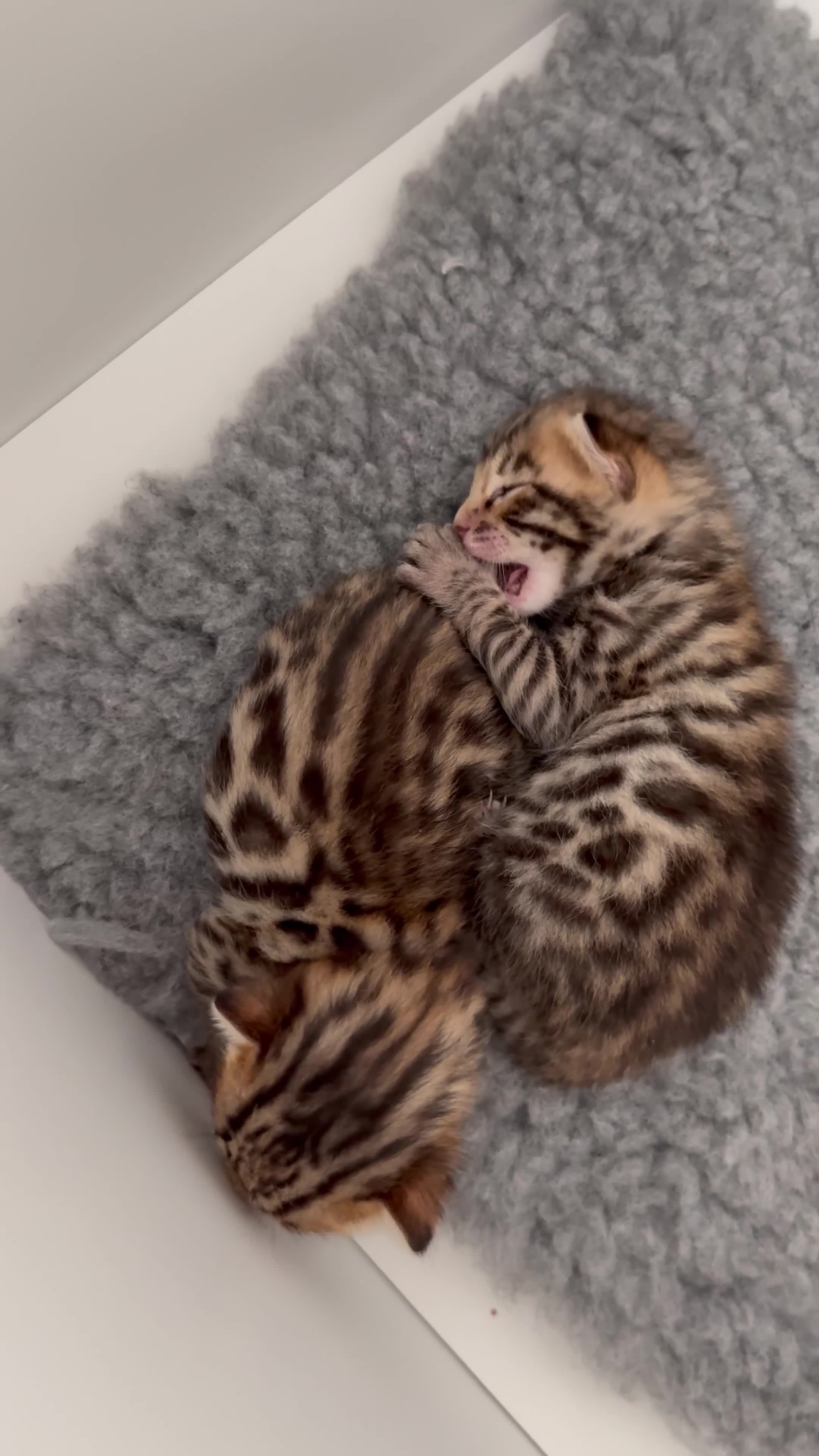Bengal cats for sale: Exceptional show quality Brown TICA registered 🥰 - Video 1