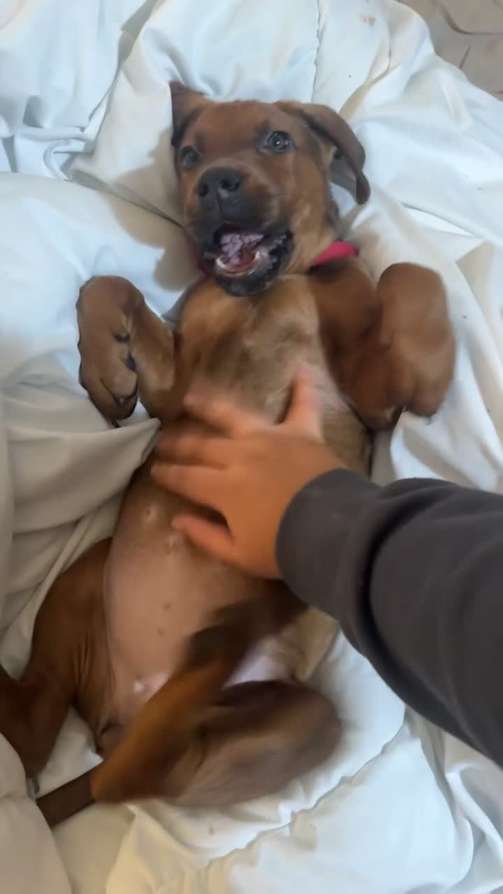 Mixed Breed dogs for sale: German Shepherd  ** tiff Puppy Loving Home Wanted - Video 1