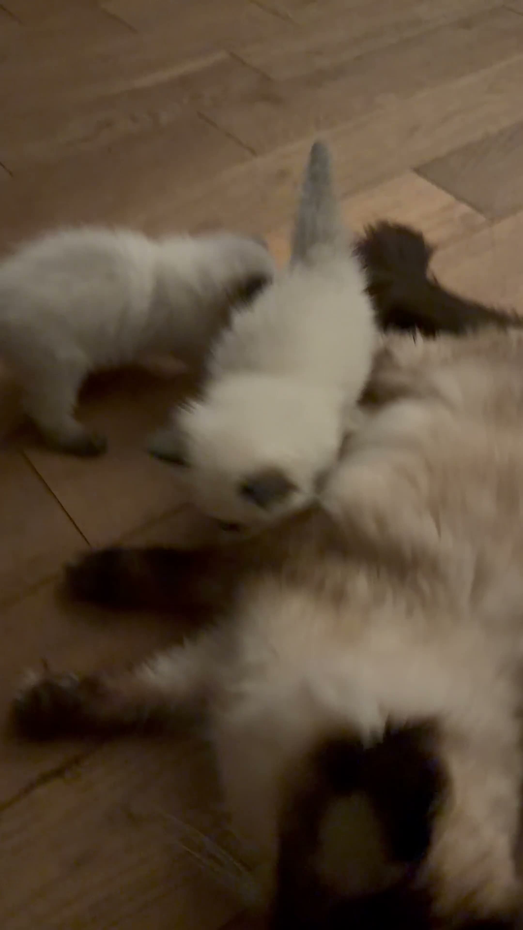 Ragdoll cats for sale: Beautiful Ragdoll kittens  in Forfar - Video 1