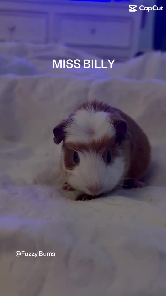 Guinea Pig rodents for sale: Adorable guineas ready 3rd July - sows&boars - Video 1