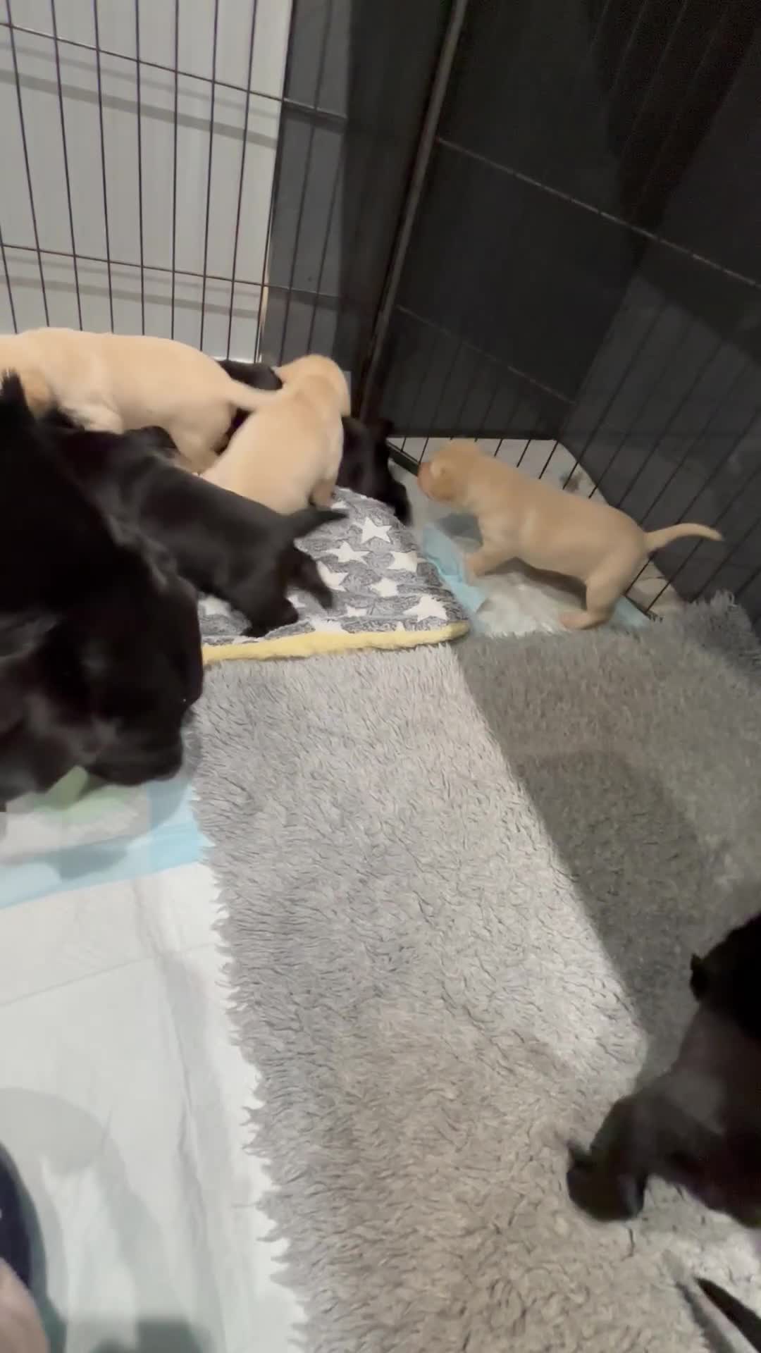 Labrador Retriever dogs for sale: Gorgeous KC registered Labrador puppies  - Video 1