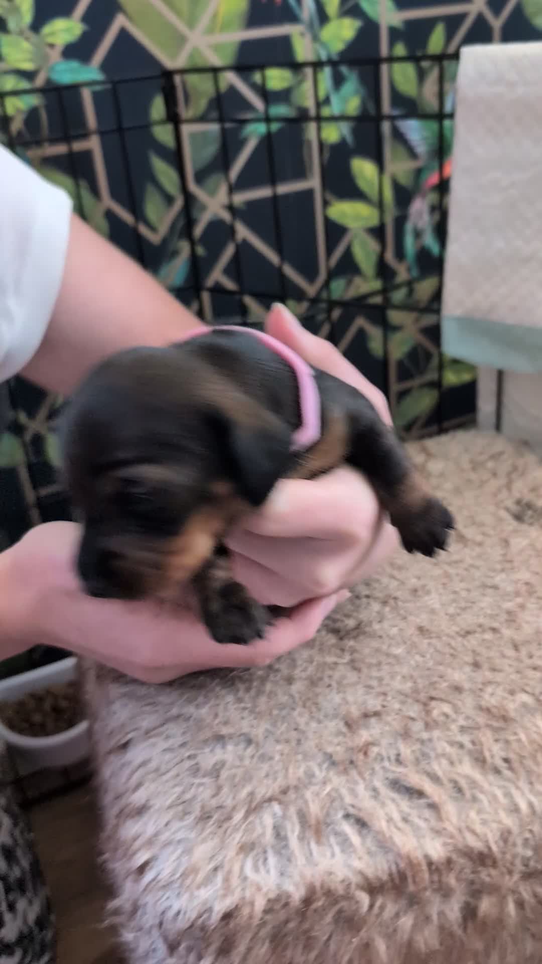 Dachshund dogs for sale: Dachshund Puppies  - Video 4