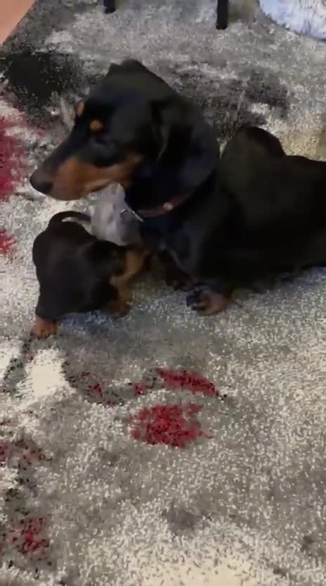 Miniature Dachshund dogs for sale: Miniature Dachshund  - Video 1