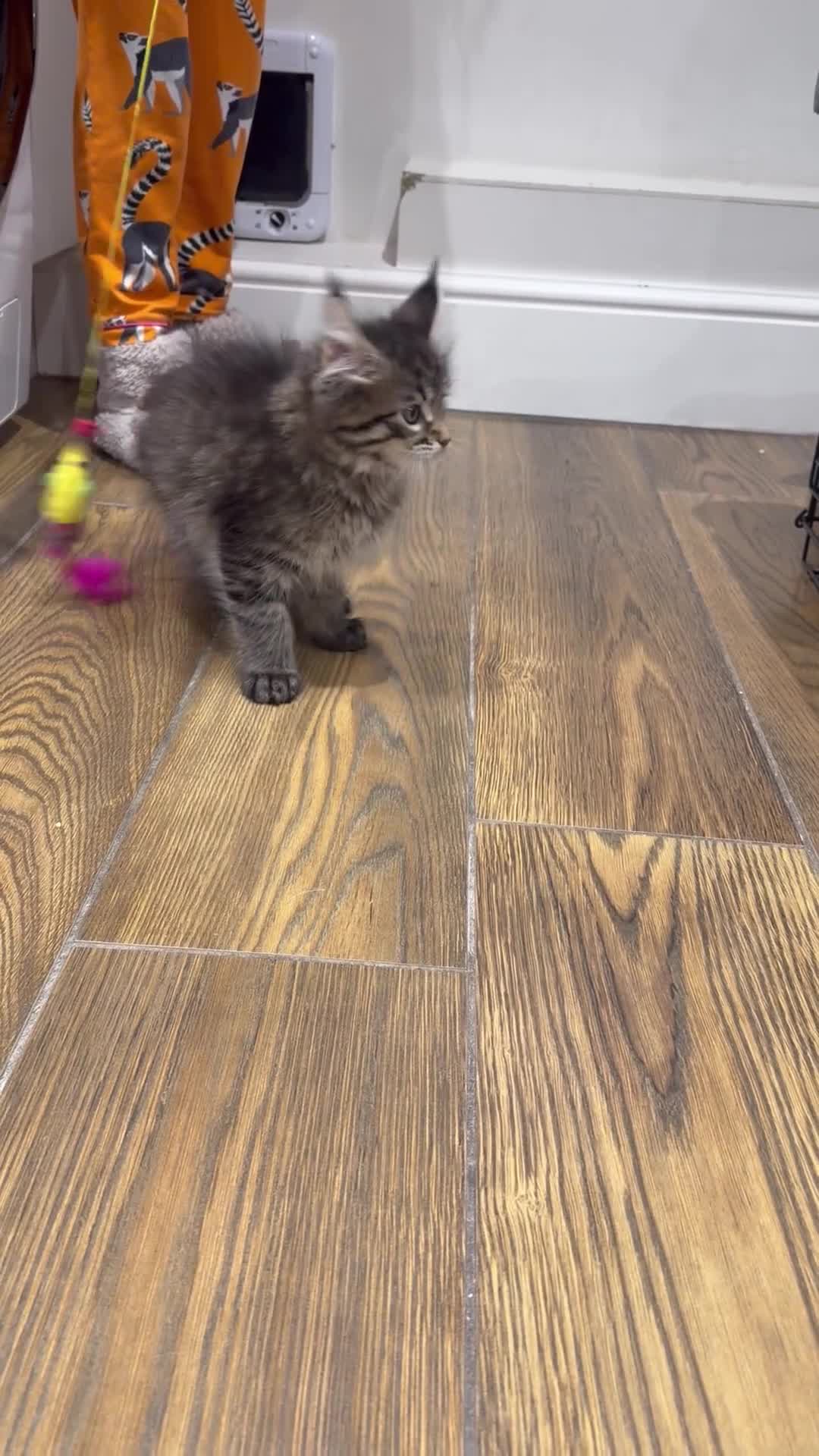 Maine Coon cats for sale: Maine coon kitten - Video 1