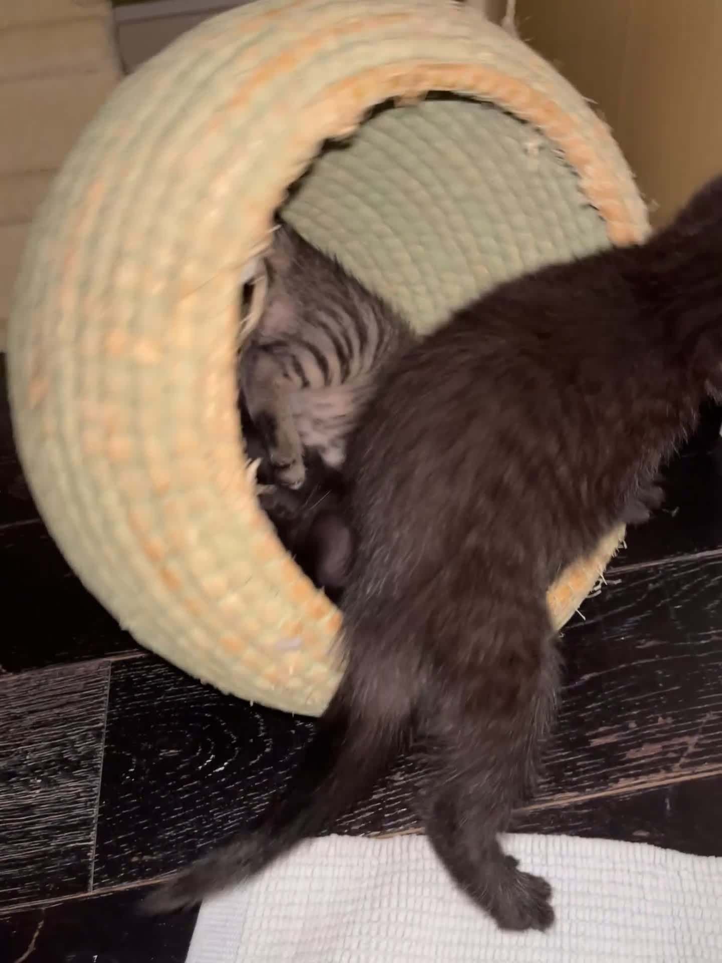 Mixed Breed cats for sale: 3 lovely kittens ready for their new homes 🥰 - Video 3