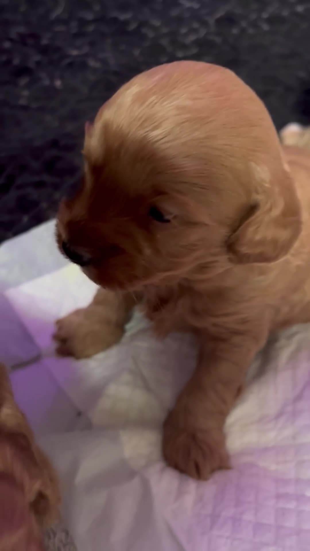 Shihpoo dogs for sale: ✨ REDUCED PRICE. Last Shihpoo Puppy Left  ✨ - Video 1