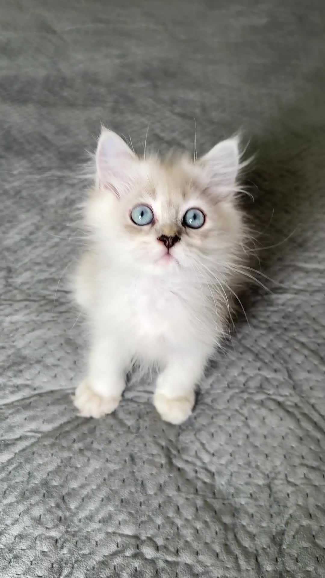 Persian cats for sale: Persian Chinchilla Kittens ready for Loving Homes! - Video 2