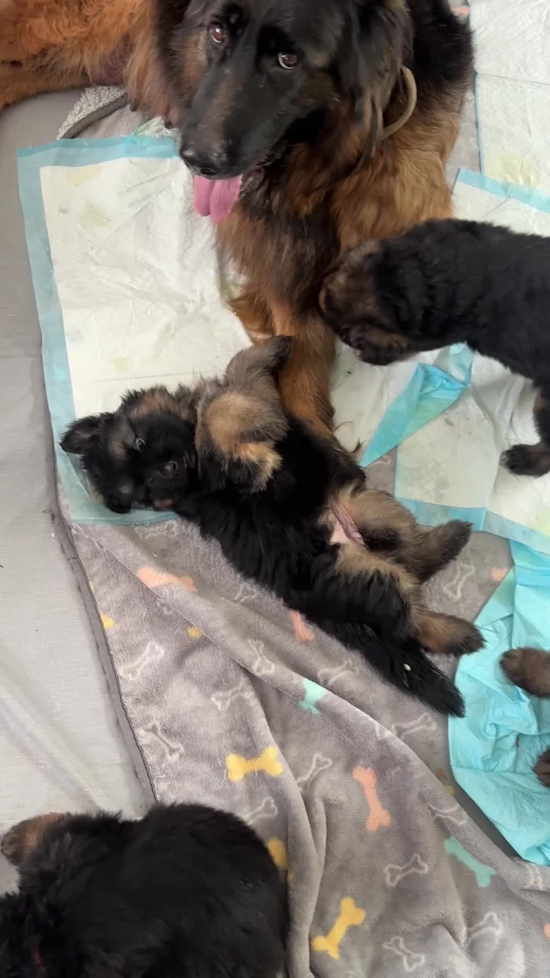 German Shepherd dogs for sale: Stunning GSD working line puppies  - Video 4