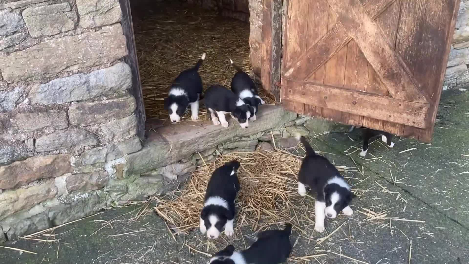 Border Collie dogs for sale: Border collie puppies for sale  - Video 1