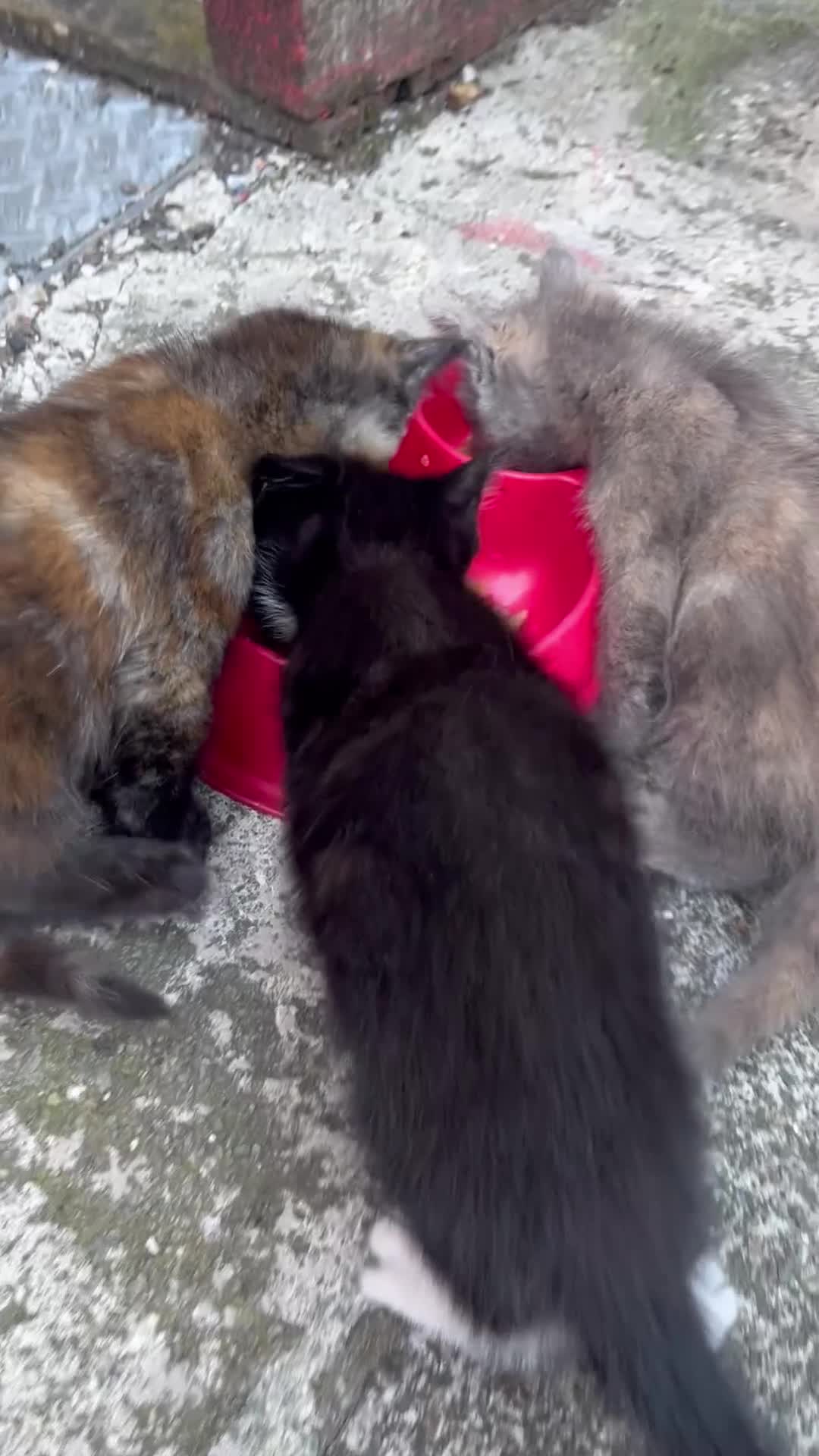 Mixed Breed cats for sale: Gorgeous kittens for sale!! 🥰🥰 - Video 1